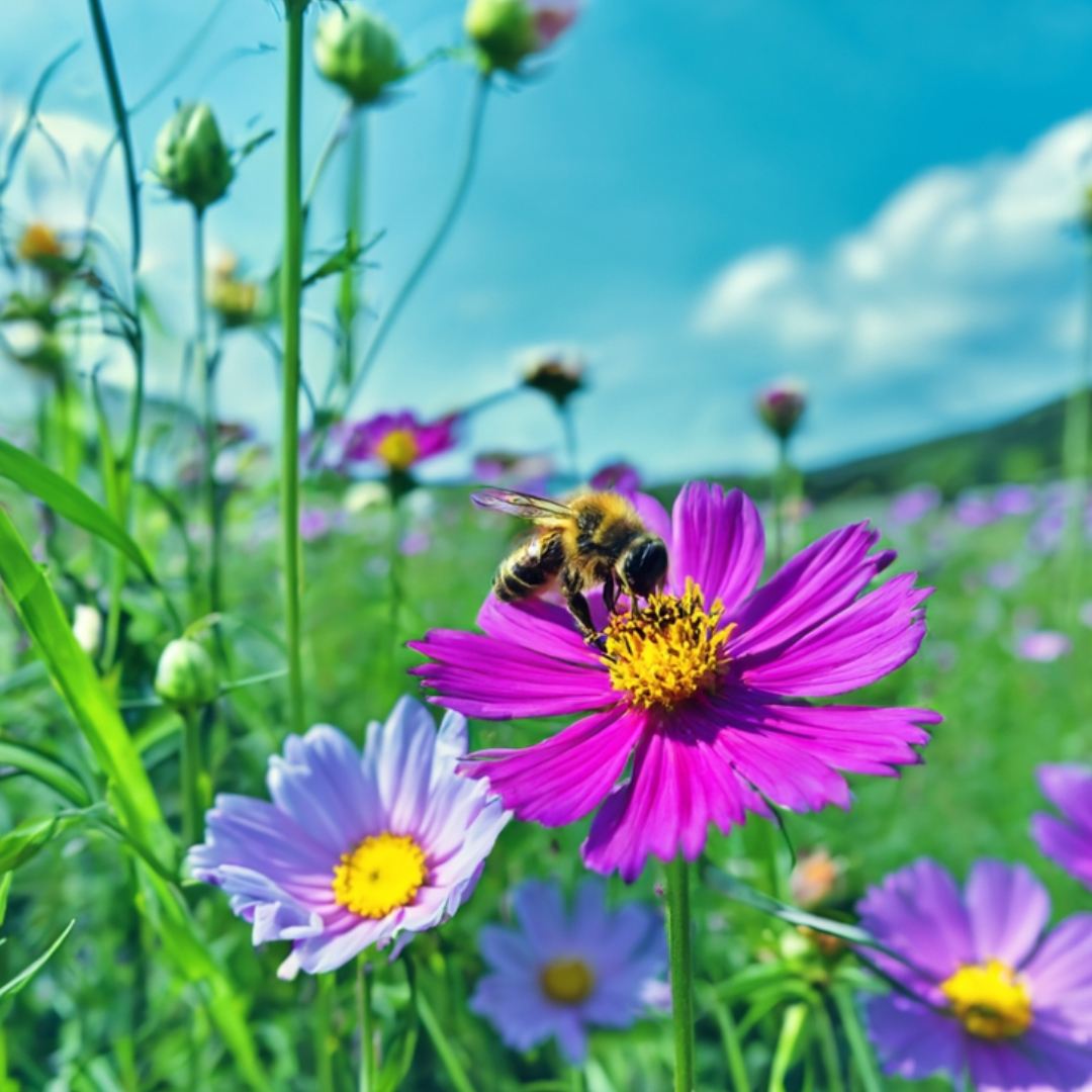 Bienen Ökosystem